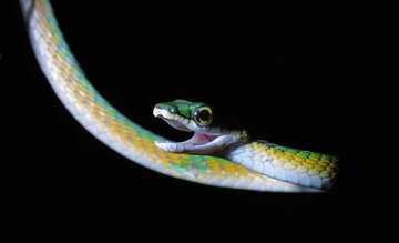 کشف ماری که «سبیل» دارد