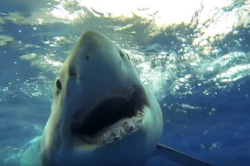 کوسه‌های بی‌دندان