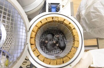 ۷۵ موش‌ و ۱۰۰۰ مگس با این ماهواره‌ راهی فضا شدند