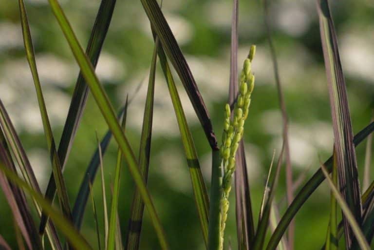 بریتانیا برای نخستینبار برنج کشت میکند؛ آزمایشی برای نجات خاک و کاهش انتشار کربن