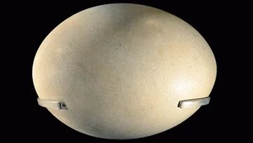 بزرگترین «تخم» جهان، متعلق به کدام پرنده است؟