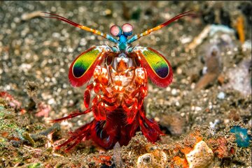 جانوری که دنیا را رنگی‌تر و زیباتر از انسان می‌بیند!