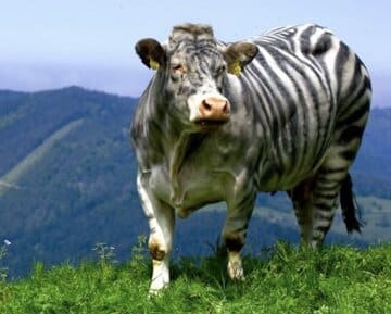 جایزه نوبل طنز برای دانشمندانی که گاوها را به شکل گورخر درآوردند