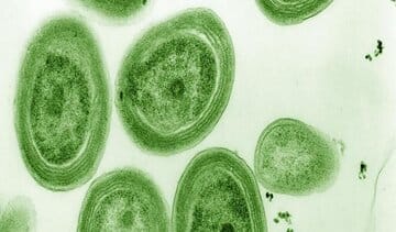 خطر نابودی بیخ گوش منبع تولید یک‌سوم اکسیژن زمین!