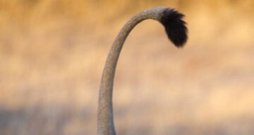 دم‌درازترین موجودات / چگونه دم به ابزاری برای بقا تبدیل شد؟