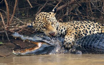 عکس | گربه‌ای که تمساح شکار می‌کند!