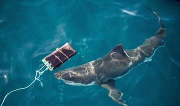 لباس غواصی مقاوم مقابل حمله کوسه ساخته شد