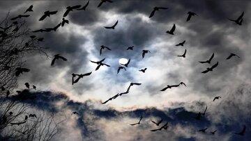 پرنده‌ها چطور در جریان مهاجرت، راهشان را گم نمی‌کنند؟