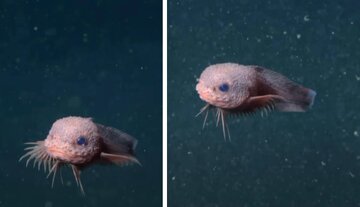 کشف بامزه‌ترین حلزون‌ماهی جهان/ این جانور صورتی، «ریش» دارد!