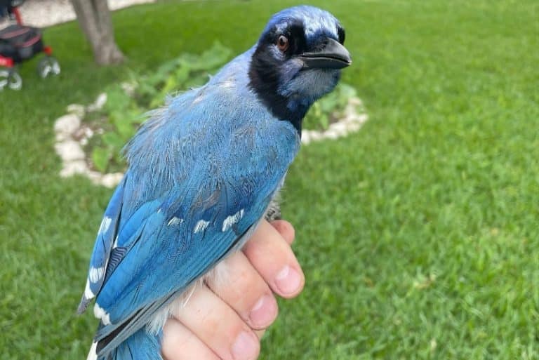 کشف بسیار نادر در تگزاس: مشاهده پرندهای هیبریدی از دو گونه متفاوت جیجاق برای اولینبار