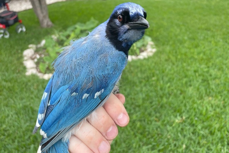 کشف بسیار نادر در تگزاس: مشاهده پرندهای هیبریدی از دو گونه متفاوت جیجاق برای اولینبار