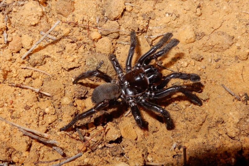 افسانه «شماره ۱۶»؛ عنکبوت رکوردشکنی که در کمال شگفتی ۴۳ سال عمر کرد