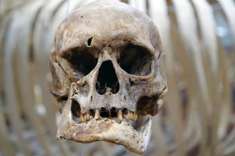 باستان‌شناسان سال‌ها در اشتباه بودند؛ شیار دندان فسیل‌ها ربطی به خلال دندان ندارد