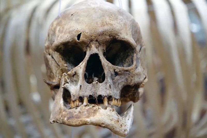 باستان‌شناسان سال‌ها در اشتباه بودند؛ شیار دندان فسیل‌ها ربطی به خلال دندان ندارد