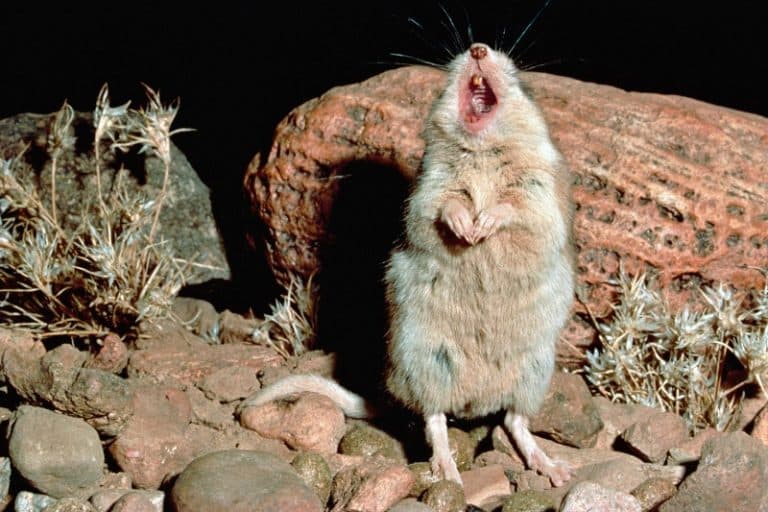 تماشا کنید: یک گونه موش در طبیعت وجود دارد که مثل گرگ زیر نور ماه زوزه می‌کشد