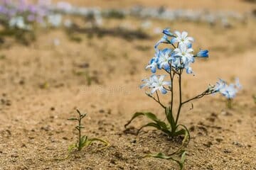 خشک‌ترین بیابان زمین تبدیل به بهشت گل‌های رنگارنگ شد