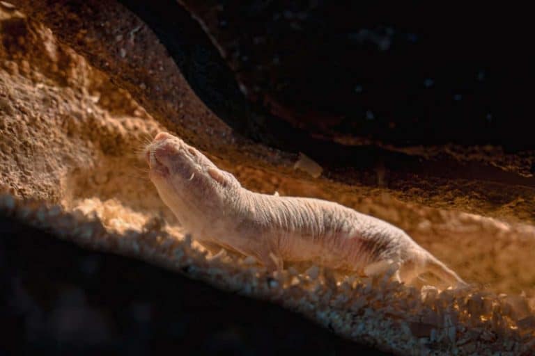 دانشمندان راز ژنتیکی عمر طولانی موش‌های حفار برهنه را کشف کردند