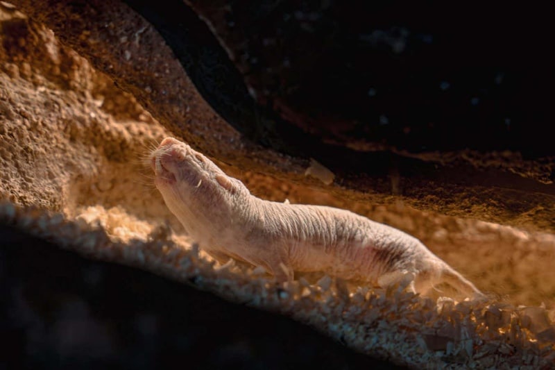 دانشمندان راز ژنتیکی عمر طولانی موش‌های حفار برهنه را کشف کردند