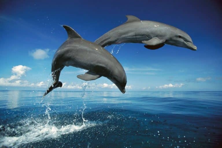 دلفینهای به گل نشسته احتمالا مبتلا به آلزایمر هستند