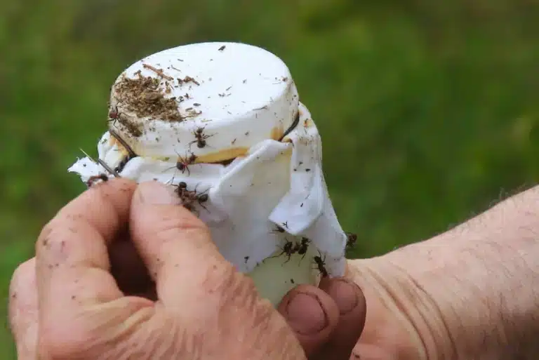 راز ماست خوشمزه به سبک بلغاری: فقط چند مورچه به شیر اضافه کنید