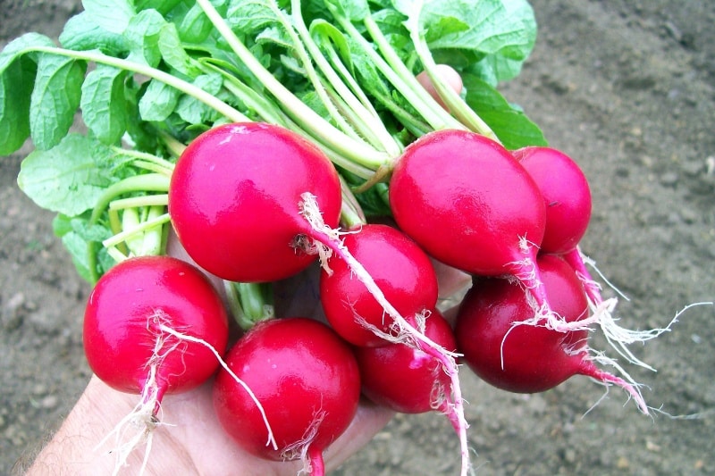 سبزیجات تازه ممکن است ذرات بسیار ریز پلاستیک را مستقیم از خاک جذب کنند