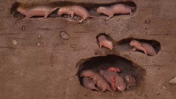 سرانجام راز طول عمر طولانی کشف شد / اسرار موجودی کور و زشت که پیر نمی‌شود