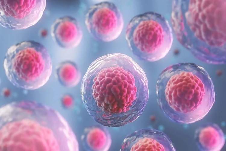 شکار سلول‌های خوابیده؛ دستاورد تازه‌ای در پیشگیری از عود سرطان پستان