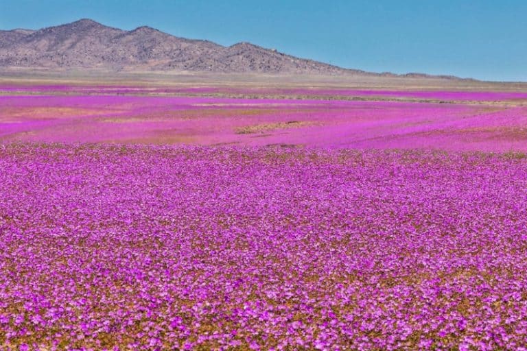 شکوفایی غیرمنتظره آتاکاما؛ خشکترین بیابان زمین به بهشت گلها تبدیل شده است