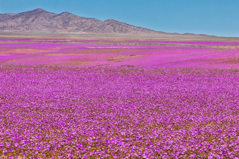 شکوفایی غیرمنتظره آتاکاما؛ خشک‌ترین بیابان زمین به بهشت گل‌ها تبدیل شده است