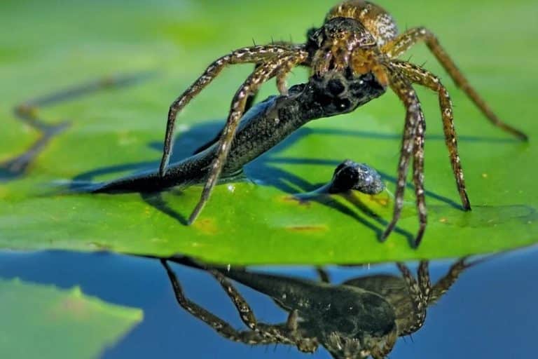 عنکبوت‌های ماهی‌خوار: شکارچیان نیمه‌آبزی که طعمه‌ای پنج برابر اندازه خود را می‌کشند