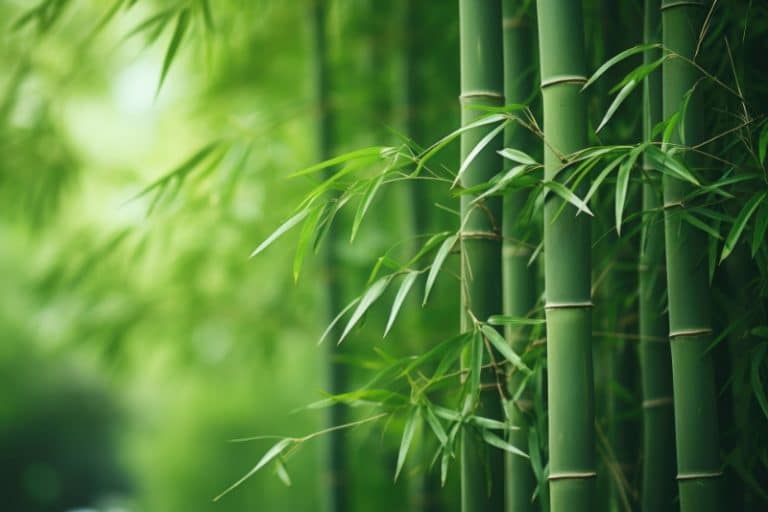 پلاستیک زیست‌تخریب‌پذیر بامبو؛ رقیبی سرسخت برای پلاستیک‌های صنعتی