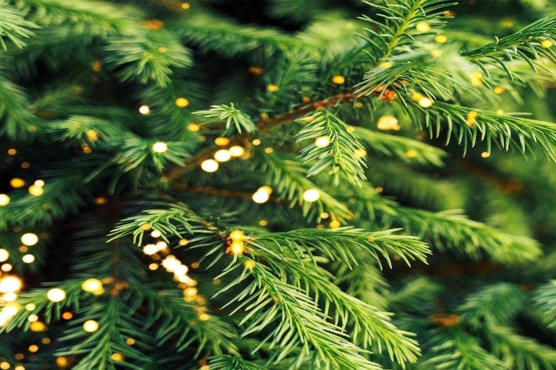 پول از درخت نمی‌روید؛ اما روی درختان صنوبر فنلاند واقعاً طلا رشد می‌کند