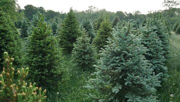 کشف طلا در برگ‌های درختان شمال / کوهی از طلا در زیر جنگل‌ها پنهان شده است؟