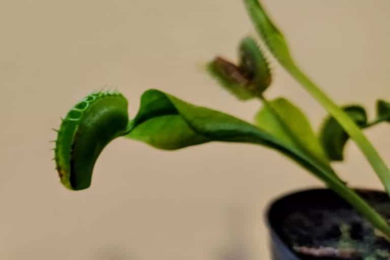 گیاهان گوشتخوار مغز ندارند؛ پس چگونه حشرات را با دقت بالا به دام می‌اندازند؟