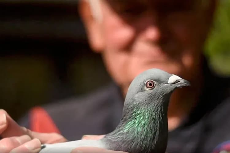 یادگیری تقویتی چگونه متولد شد؟ نقش کبوترها در شکلدهی به هوش مصنوعی