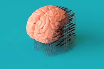 یک کشف  شگفت‌انگیز / «مغز زنان» هر ماه دوباره متولد می‌شود؟