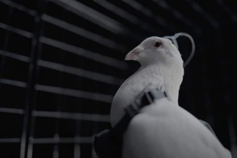 روسیه، کبوترها را به پهپاد نظارتی تبدیل می‌کند