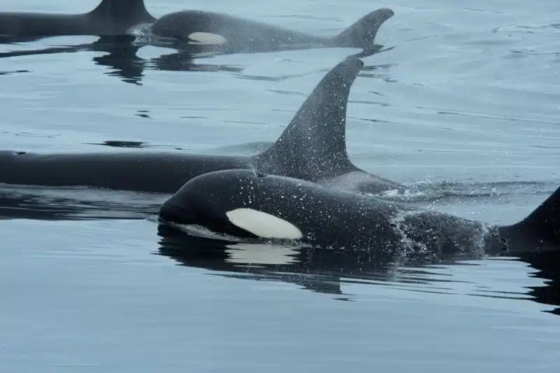 اتحاد غیرمنتظره در اقیانوس: نهنگ قاتل و دلفین با همکاری یکدیگر ماهی شکار میکنند