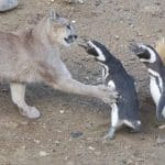 احیای پوما در پاتاگونیا نتیجهای غیرمنتظره داشت؛ حالا پنگوئنها درمعرض تهدید قرار گرفتهاند