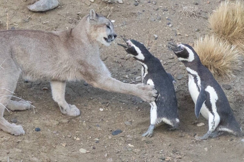 احیای پوما در پاتاگونیا نتیجهای غیرمنتظره داشت؛ حالا پنگوئنها درمعرض تهدید قرار گرفتهاند