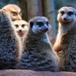 انسان‌ها در مقایسه با سایر پستانداران، چقدر به همسرانشان وفادار هستند؟