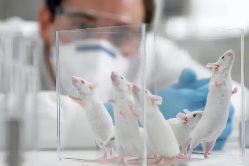 اگر موشهای آزمایشگاهی را در طبیعت قرار دهیم، چه اتفاقی میافتد؟