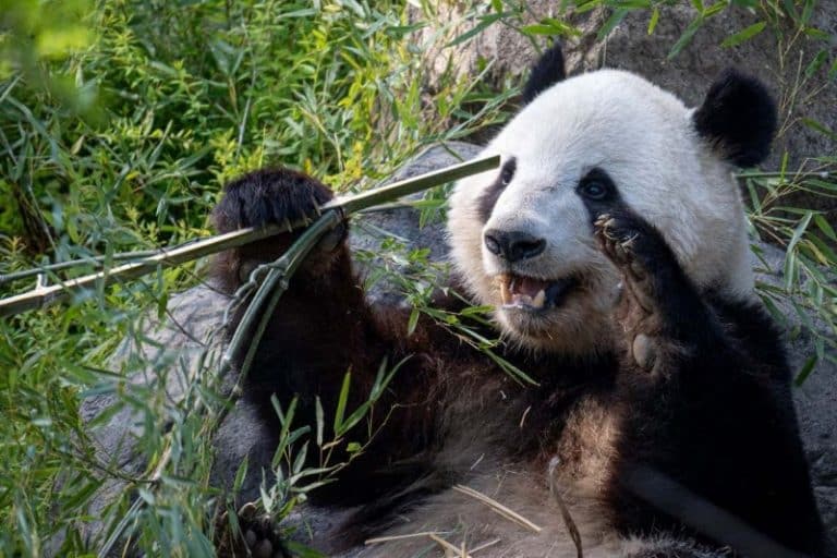 خرس‌های تنبل باهوش‌تر از تصور ما؛ برای نخستین‌بار استفاده پانداها از ابزار مشاهده شد