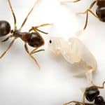 درخواست برای مرگ: فداکاری شگفتانگیز مورچههای جوان بیمار برای بقای کلنی