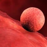 دستاورد انقلابی در درمان ناباروری؛ ساخت بافت رحم در محیط آزمایشگاه امکانپذیر شد