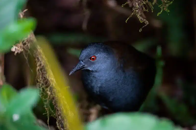 رستاخیز طبیعت: پرندگان گمشده پس از ۲۰۰ سال به گالاپاگوس بازگشتهاند