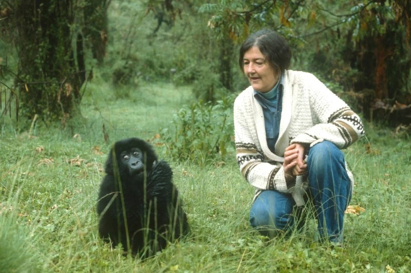 زندگی و مرگ دایان فوسی؛ دانشمند فداکاری که در راه نجات گوریلها به قتل رسید