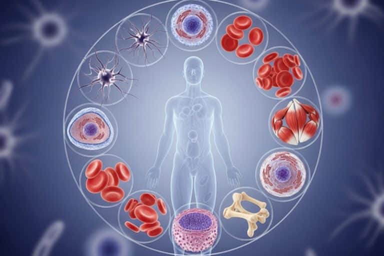 سلول‌ها چگونه موقعیت خود و نقششان در بدن را می‌فهمند؟