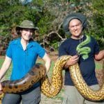 غولی که هرگز کوچک نشد؛ اندازه مار آناکوندا از ۱۲ میلیون سال پیش ثابت مانده است