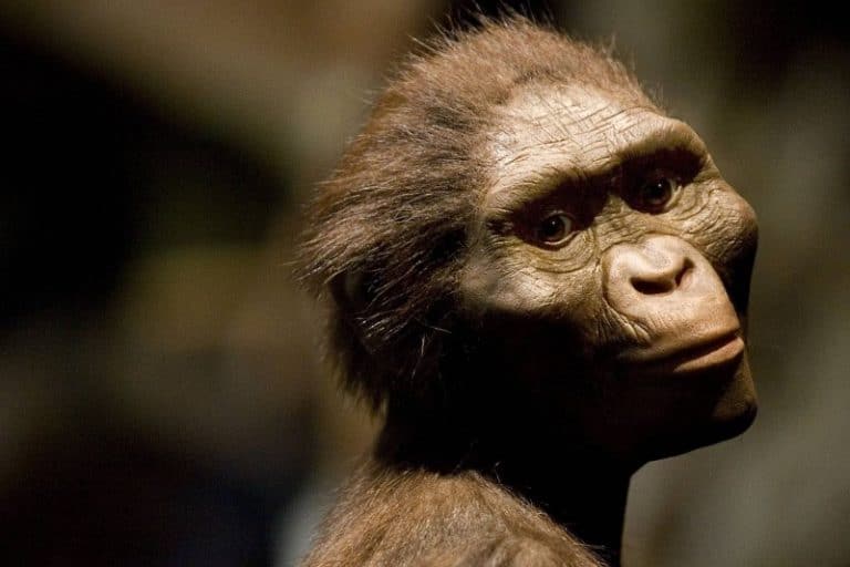 لوسی صاحب پای ۳٫۴ میلیون ساله در اتیوپی نیست؛ آیا انسان‌ها خویشاوند اولیه‌ای دیگر داشتند؟